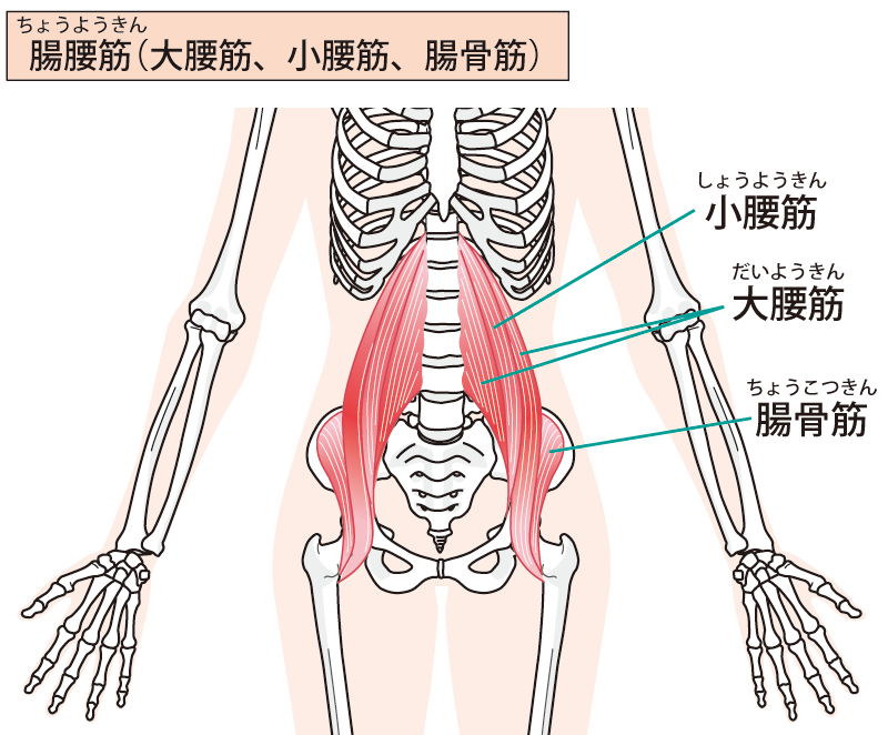 足の付け根の筋肉